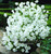 Колокольчик percisifolia белый