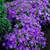 Колокольчик percisifolia синий